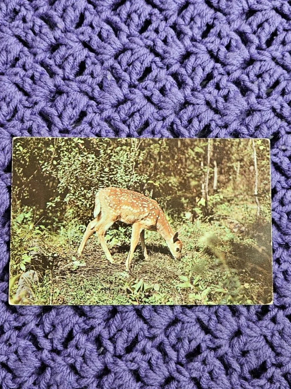 Nature's Darling Deer Postcard